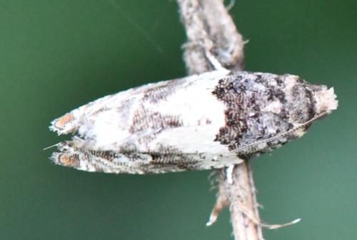 Gypsonoma sp.